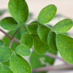 moringa