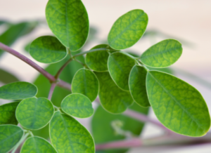 moringa